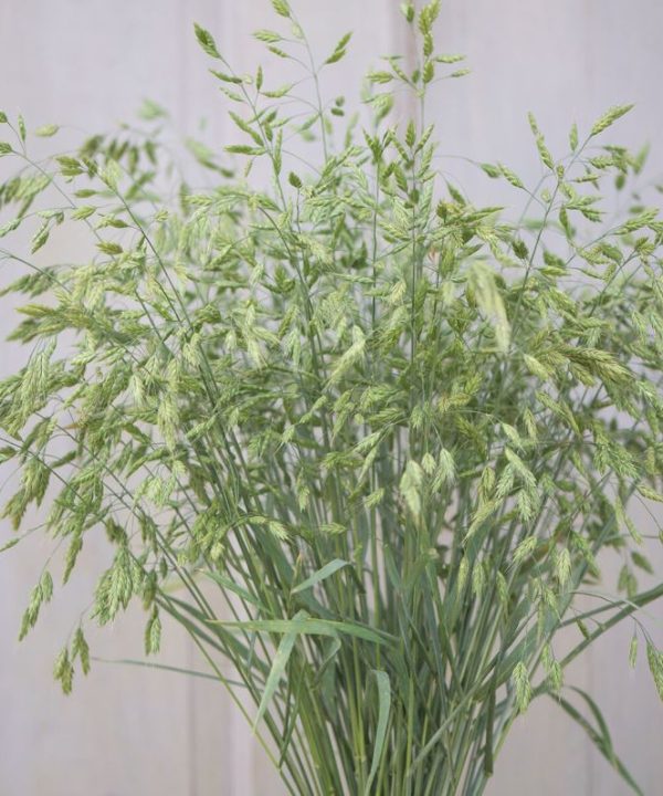 Black Tip Wheat – Ornamental Grass Seed