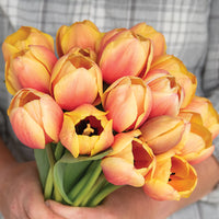 Marit – Darwin Hybrid Tulip s