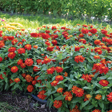 Double Zahara Fire – Zinnia Seed