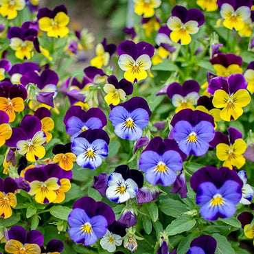 Viola Sorbet Mix Seeds