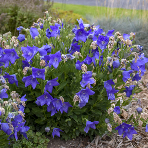 Blue Balloon Flower