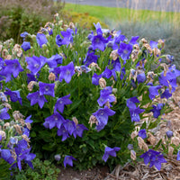 Blue Balloon Flower