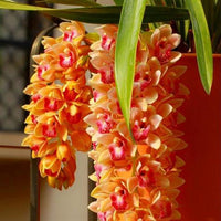 New Rushed Indoor Plants Noble Orchid Seeds Perennial Herb Land