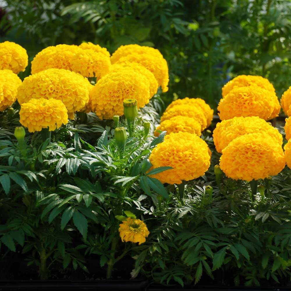 Gold – Marigold Seed