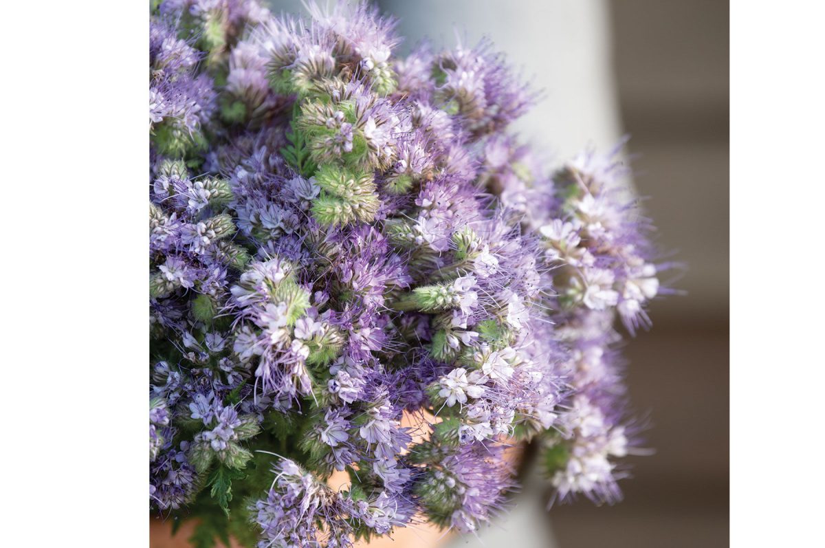 Phacelia – Flower Seed