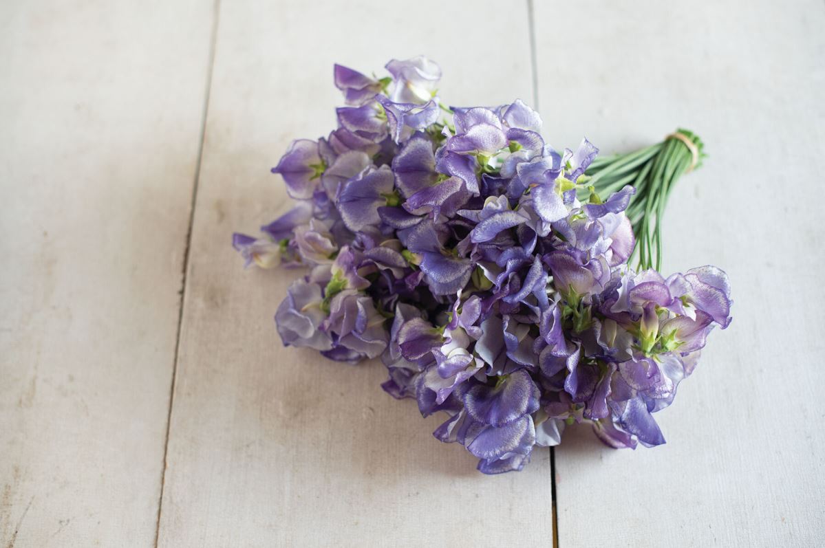 Blue Ripple – Sweet Pea Seed