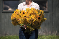 Gloriosa Double Daisy – Organic Rudbeckia Seed