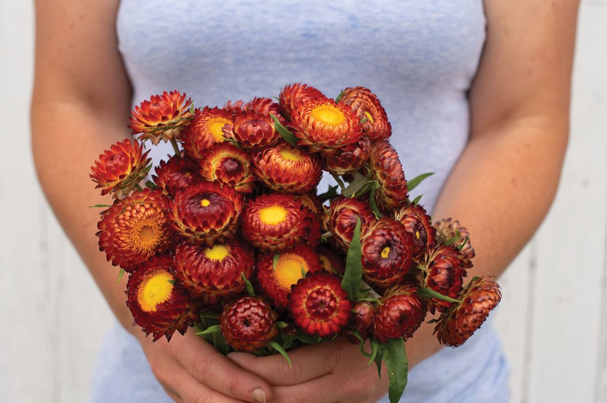 Copper Red – Strawflower Seed