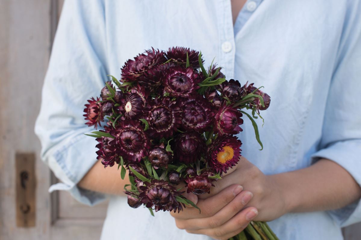 Purple Red – Strawflower Seed