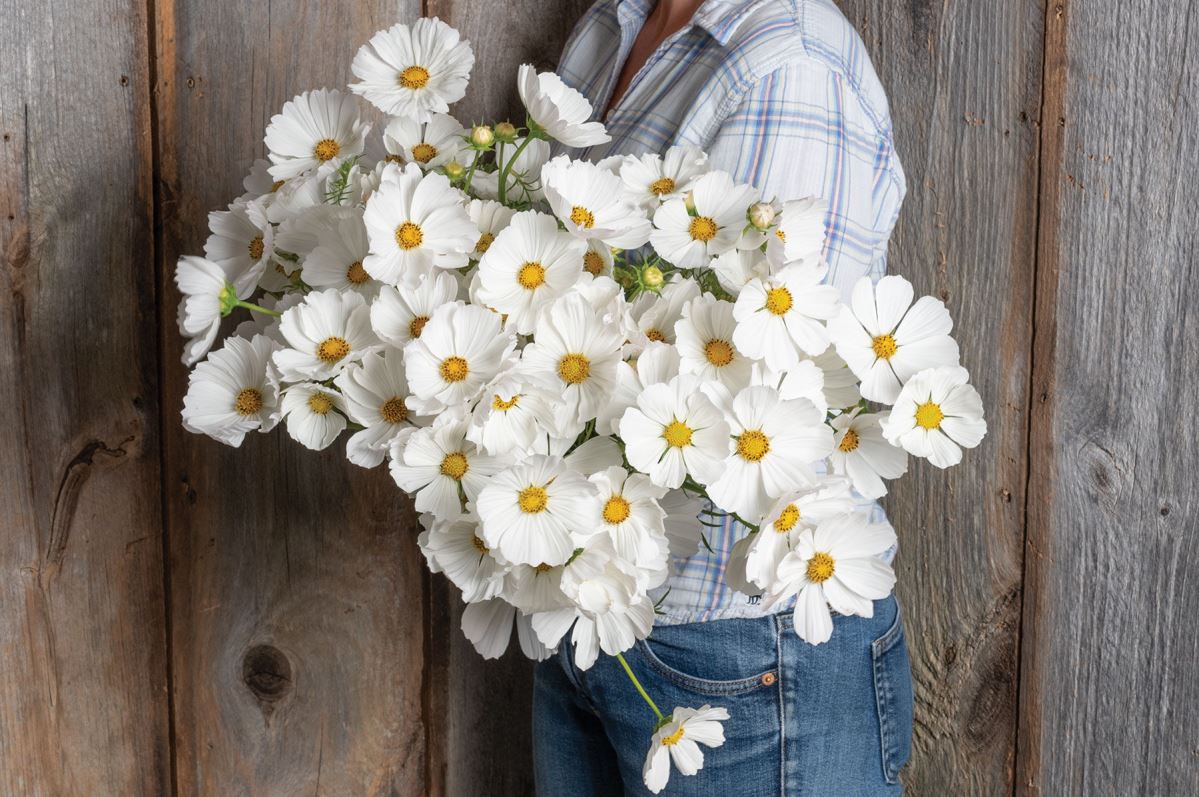 Afternoon White – Cosmos Seed