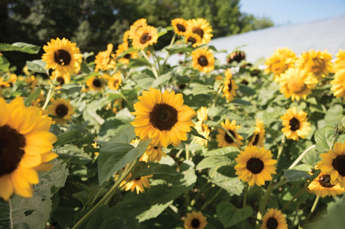 Gold Rush – Sunflower Seed