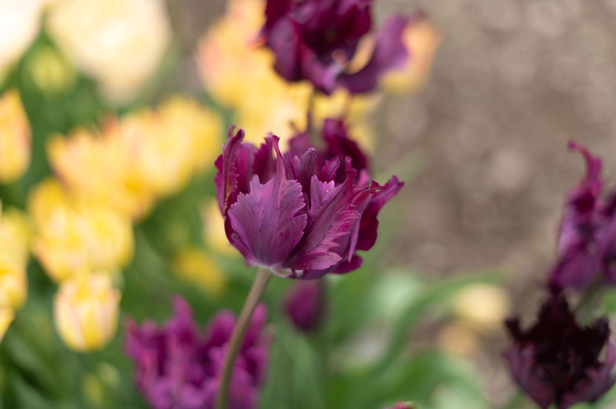 Negrita Parrot – Tulip