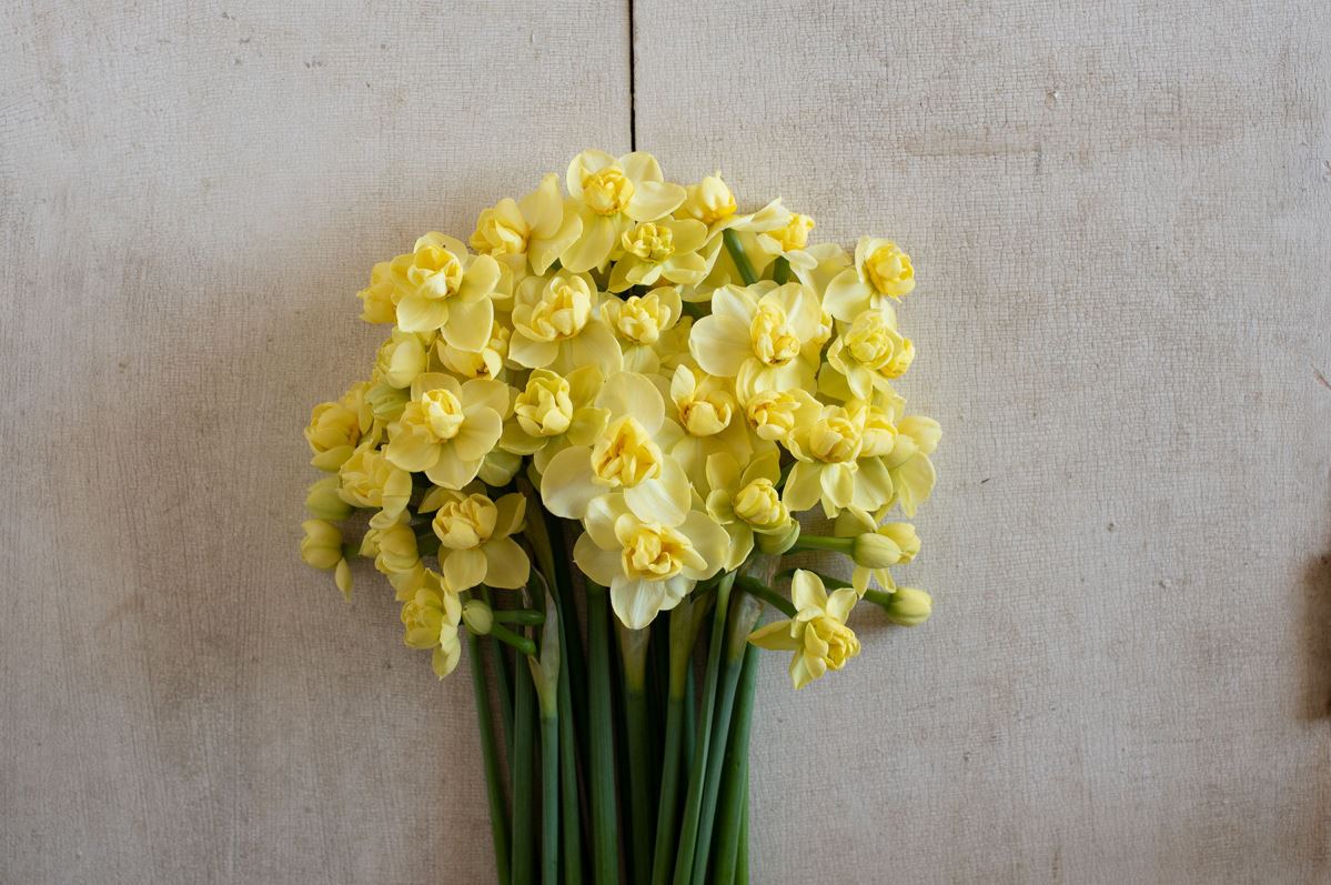 Yellow Cheerfulness – Narcissus