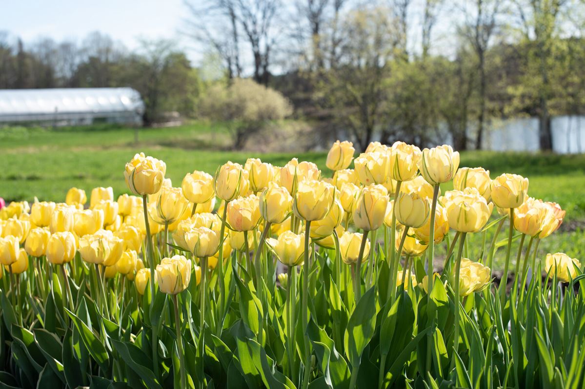 Akebono – Tulip