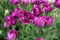 Negrita Double – Tulip