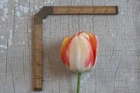 Beauty of Spring – Tulip