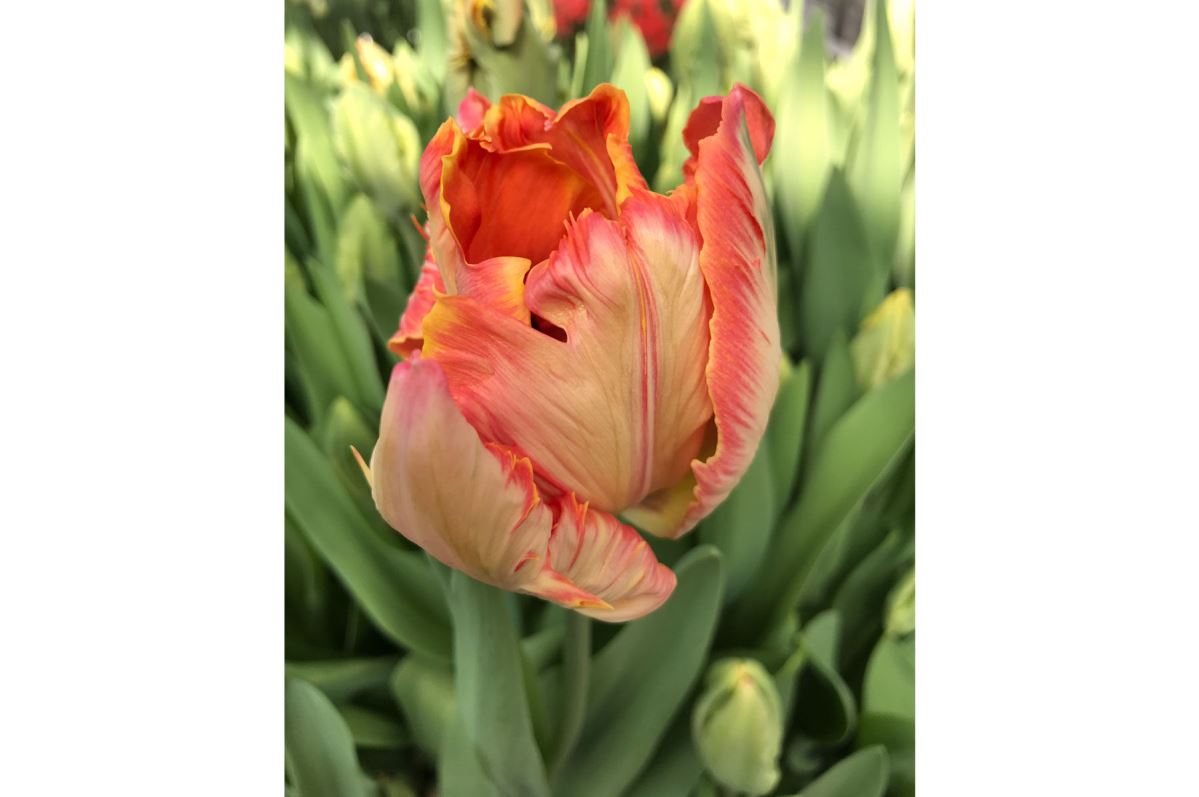 Salmon Parrot – Tulip