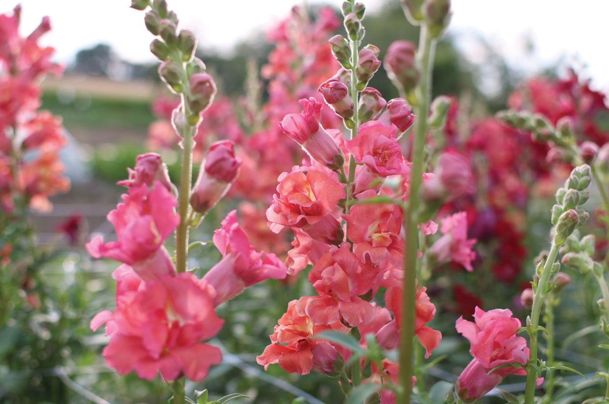 Madame Butterfly Cherry Bronze – Snapdragon Seed