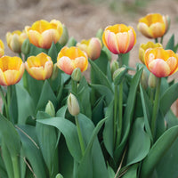 Marit – Darwin Hybrid Tulip s