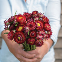 King Size Red – Strawflower Seed