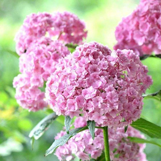 Vanilla Strawberry Hydrangea Flower Seeds Planting Flower Tree S