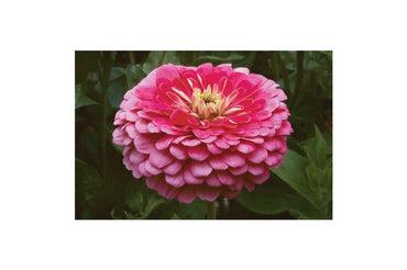 Benary’s Giant Carmine Rose – Zinnia Seed