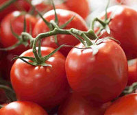 Tomato- Tatura Dwarf