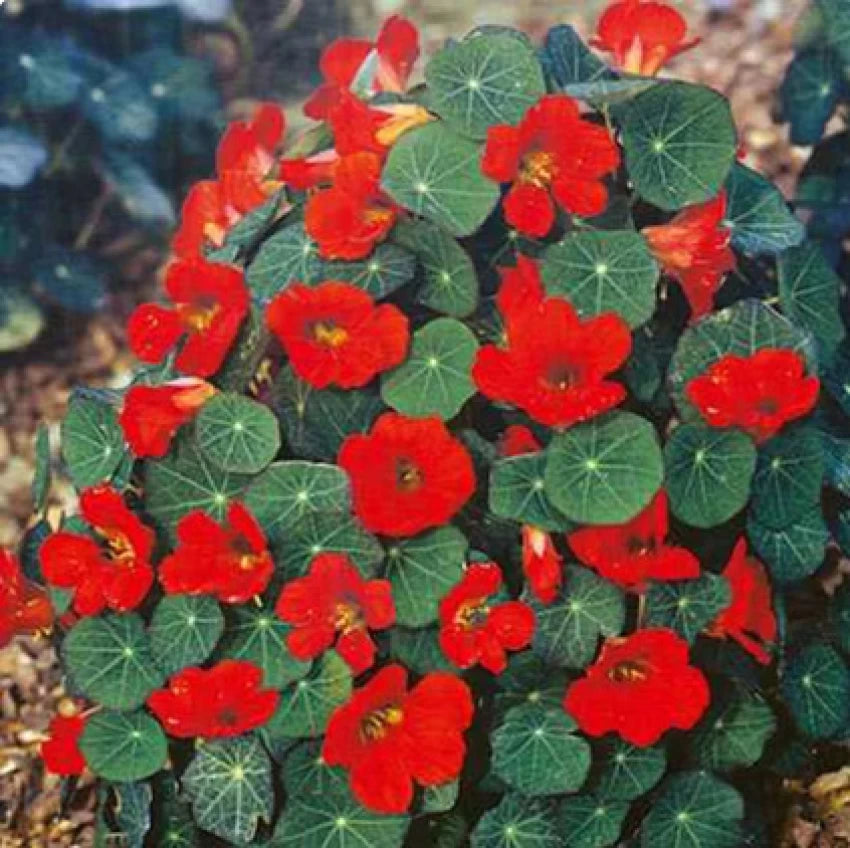 Empress of India – Nasturtium Seed