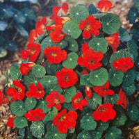 Empress of India – Nasturtium Seed