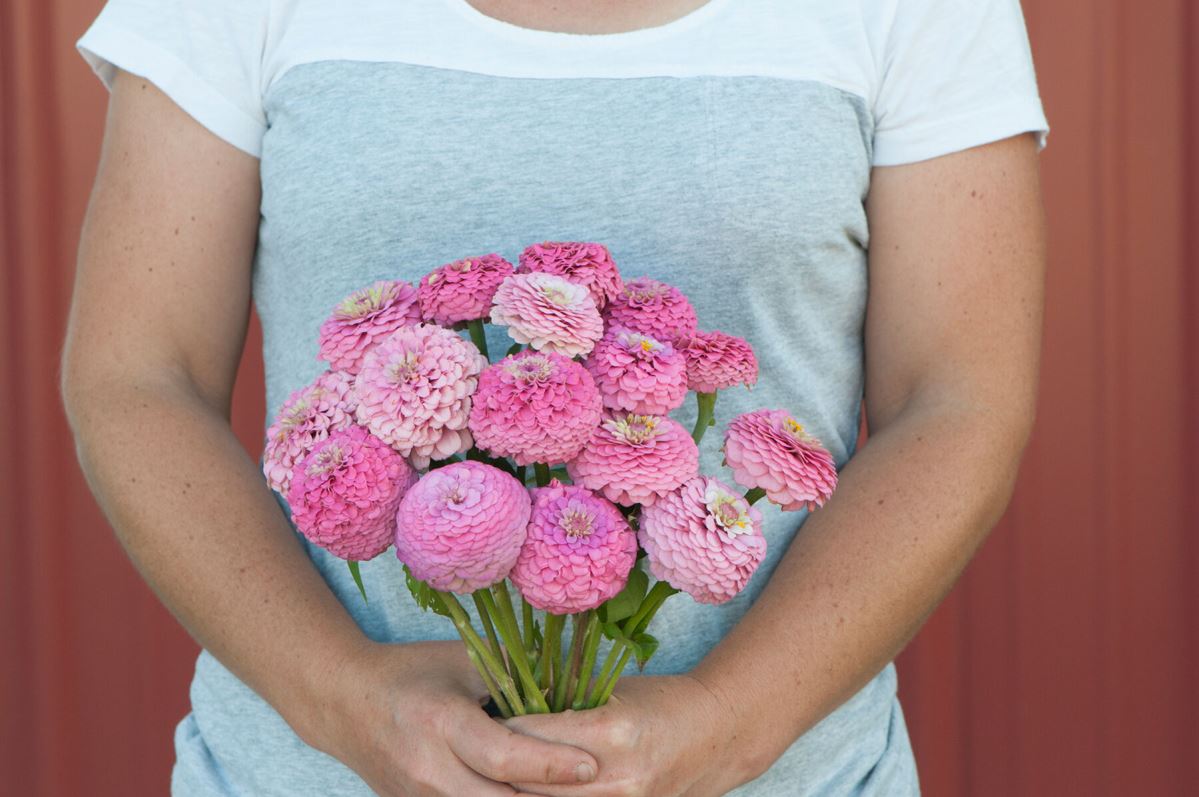 Oklahoma Pink – Zinnia Seed