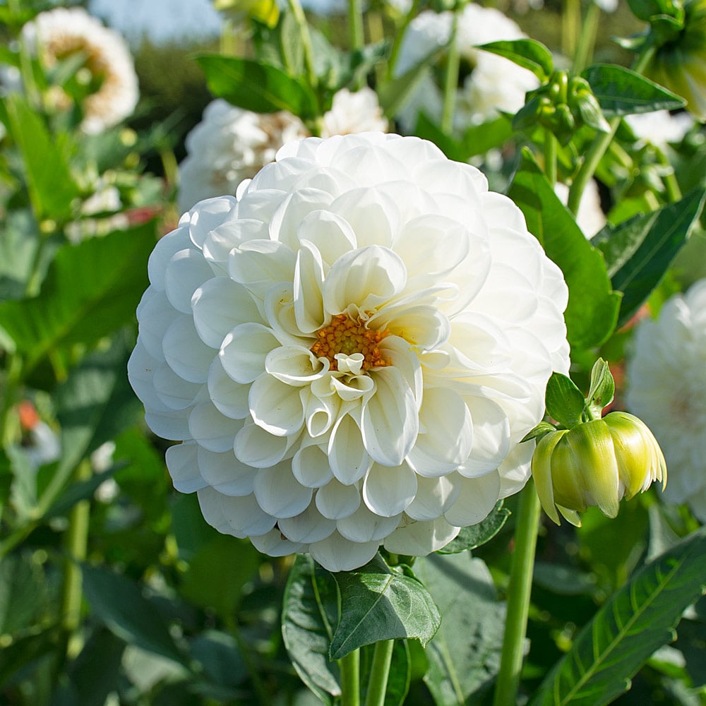 Boom Boom White Dahlia