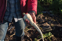 White Spear – Parsnip Seed