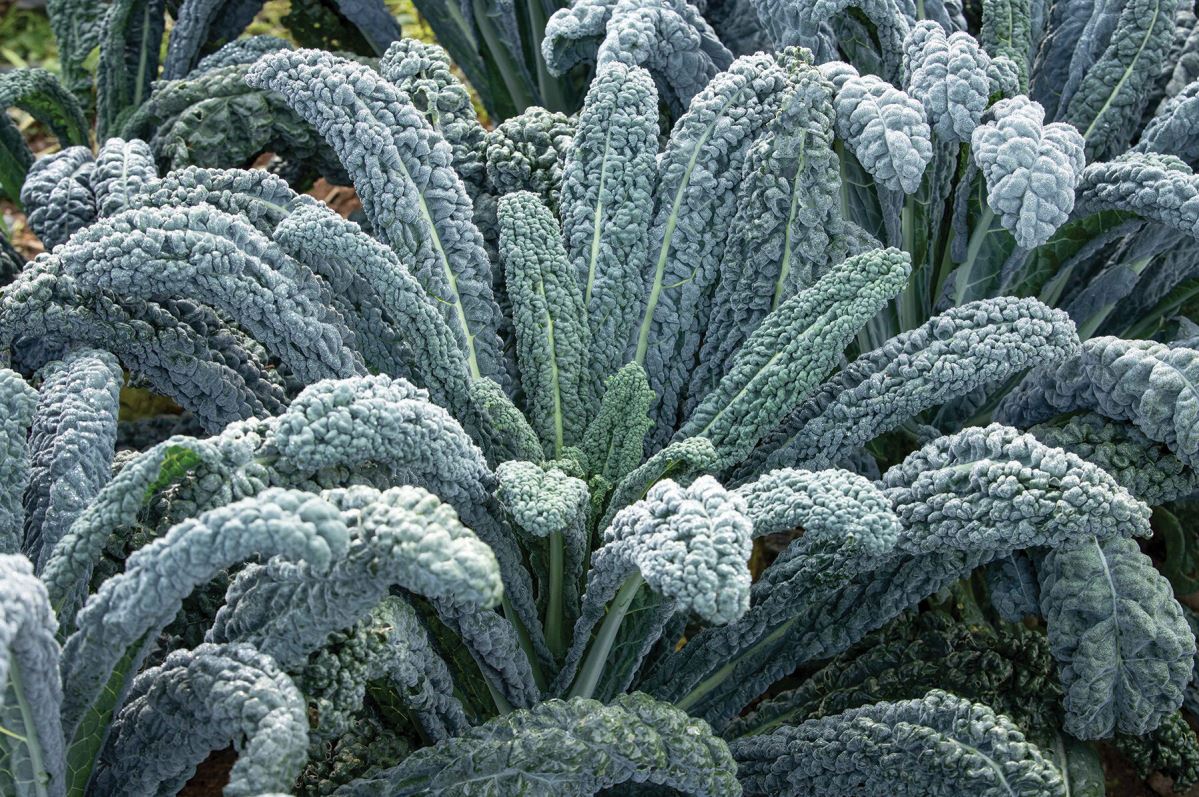 Black Magic – Kale Seed