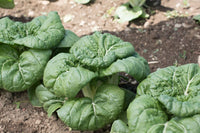 Asian Delight – Bok Choy Seeds