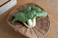 Asian Delight – Bok Choy Seeds