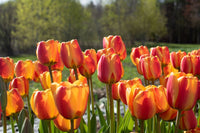 Apeldoorn’s Elite – Tulip