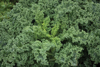 Westlandse Winter – Organic Kale Seed