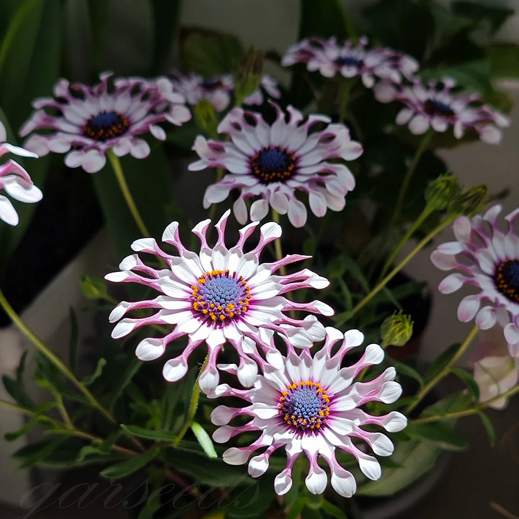 Blue-Eyed Daisy Seeds