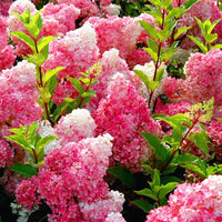 Vanilla Strawberry Hydrangea Flower Seeds Planting Flower Tree S