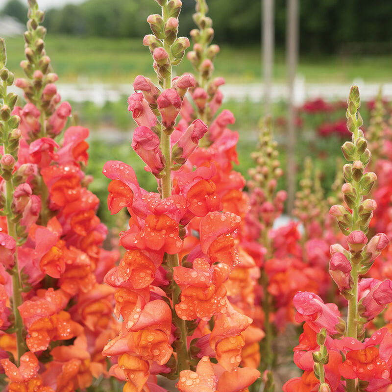 Monaco Orange – Snapdragon Seed