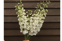 Guardian White – Delphinium Seed