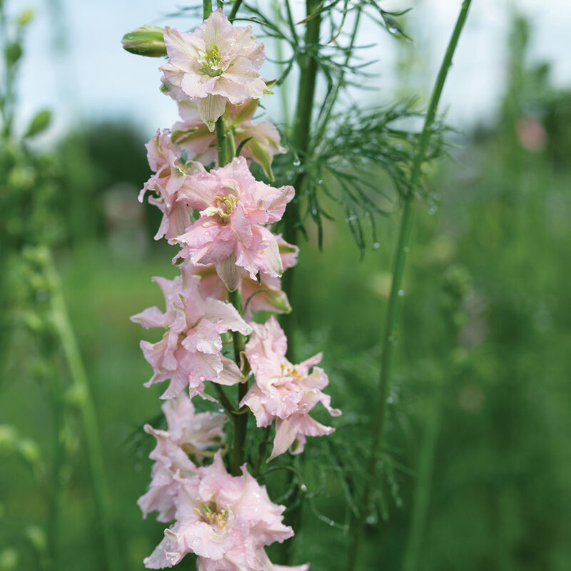 Pink Queen – Larkspur Seed