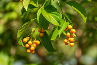 Powerful Celastrus Paniculatus Seeds