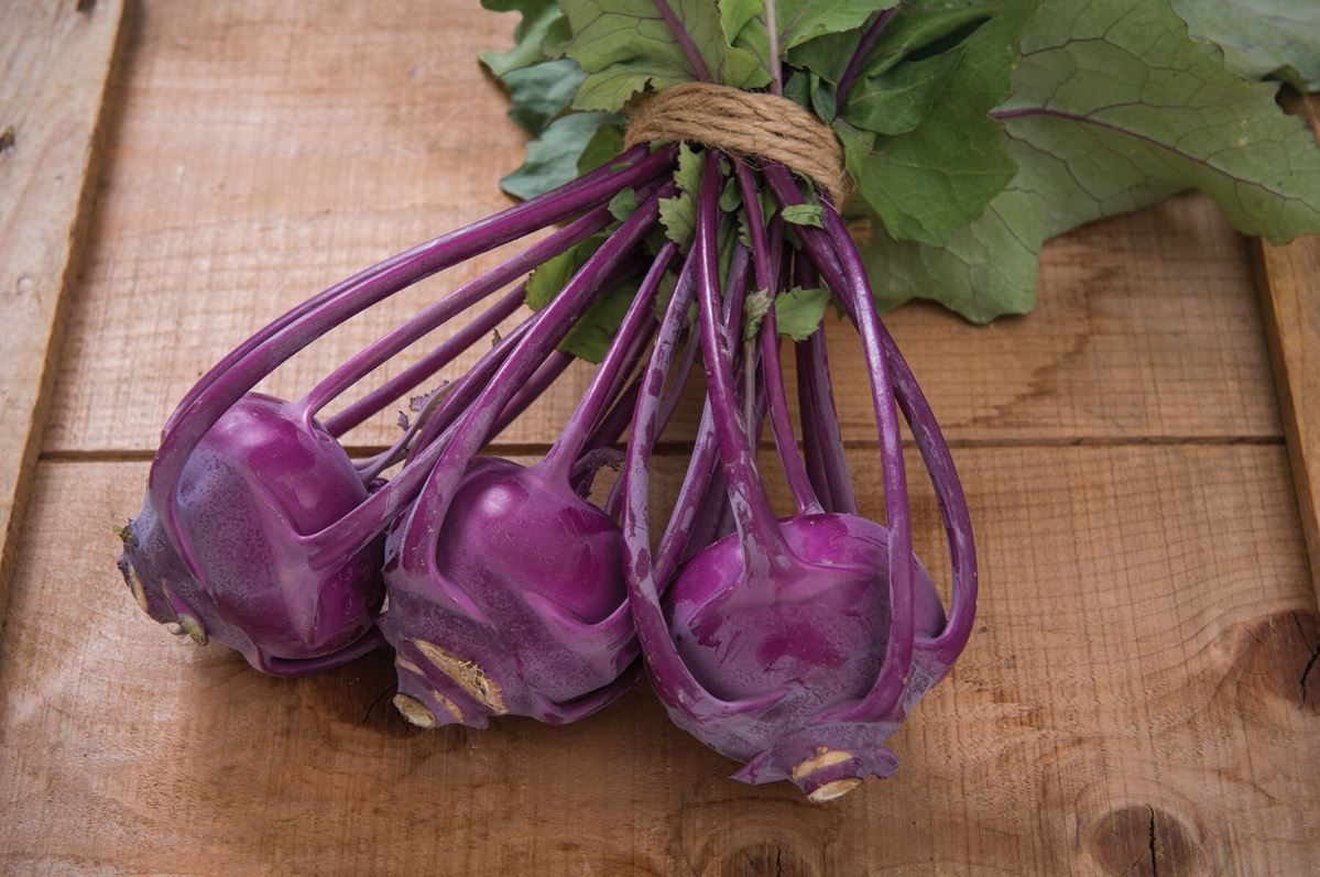 Azur Star – Organic Kohlrabi Seed