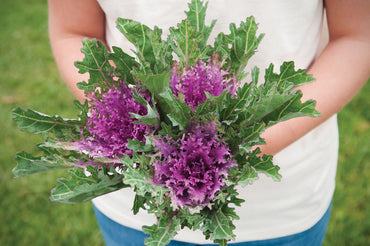 Crane Feather Queen Red – Kale Seed