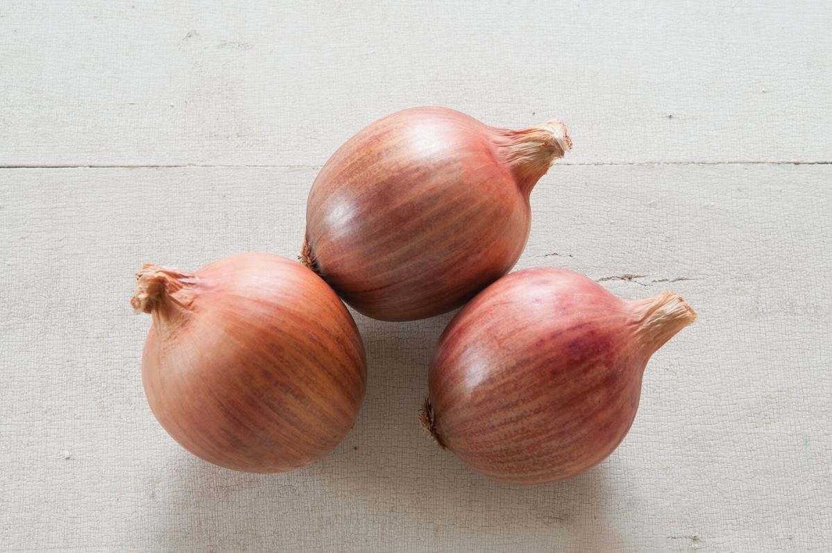 Blush – Onion Seed