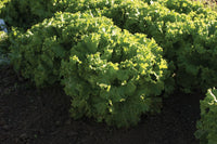 Bergam’s Green – Organic Lettuce Seed