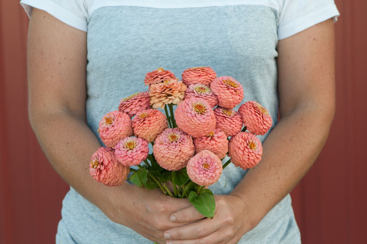 Oklahoma Salmon – Zinnia Seed