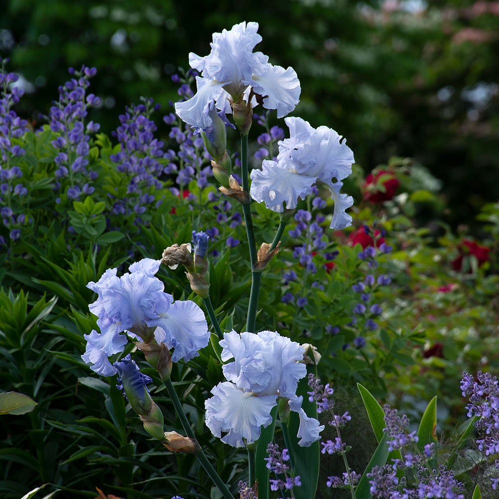 Absolute Treasure Bearded Iris