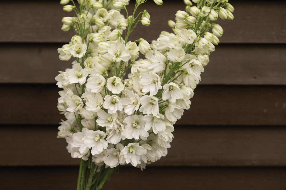 Guardian White – Delphinium Seed